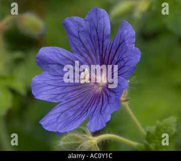 Close up di un fiore di geranio sangue blu Foto Stock