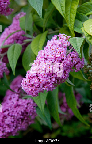 Close up buddleia Buddleia davidii fiori e foglie Foto Stock