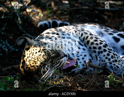 Leopard, Panthera pardus pardus, laminazione sul retro e sbadigli Foto Stock