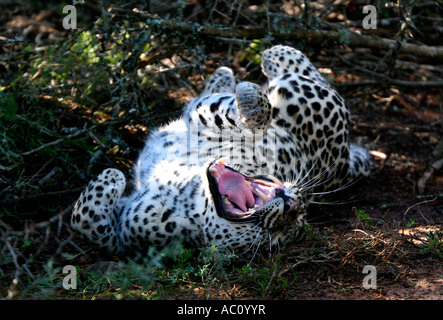 Leopard, Panthera pardus pardus, laminazione sul retro e sbadigli Foto Stock