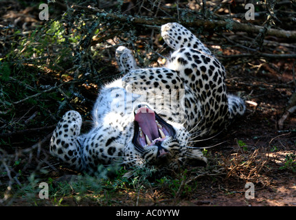 Leopard, Panthera pardus pardus, laminazione sul retro e sbadigli, Africa Foto Stock