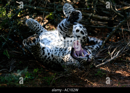 Leopard, Panthera pardus pardus, laminazione sul retro e stretching, Africa Foto Stock