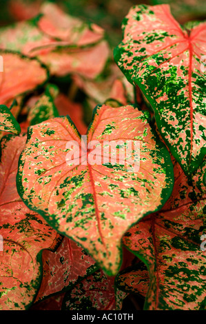 Begonia Rex foglie, noto anche come foglie dipinte di begonia. Foto Stock