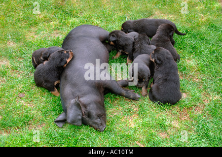 Il maiale che pensa il suo cane. Foto Stock