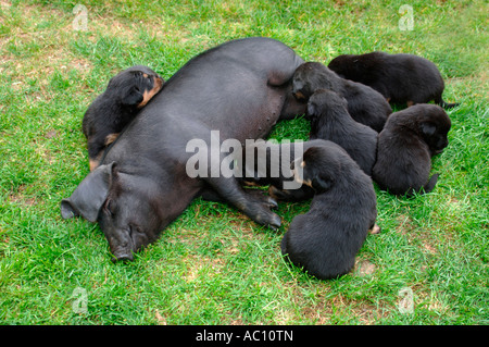 Il maiale che pensa il suo cane. Foto Stock