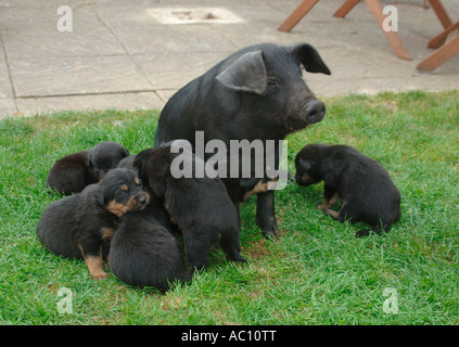 Il maiale che pensa il suo cane. Foto Stock