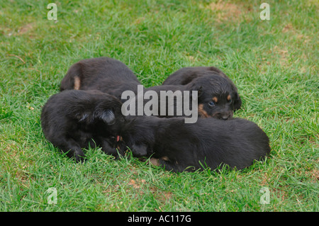 Una cucciolata di Puppys,appoggiata su un prato. Foto Stock