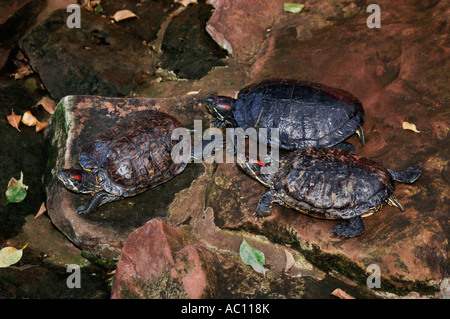 Terrapins Red-Eared.(Trechemys scripta). Foto Stock