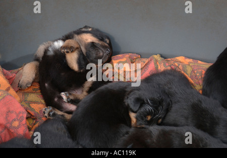 Una cucciolata di Croce Rothwieller Labrador Puppys. Foto Stock