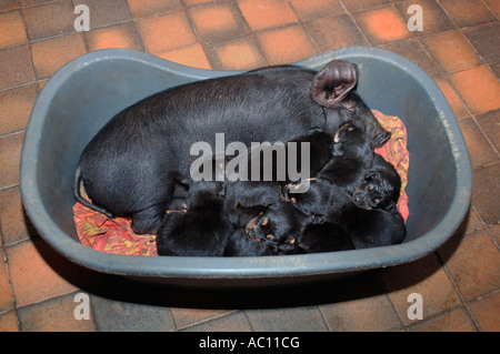 Una rara britannico maialino nero,che è stata adottata e sollevata da un cane Rothweiler,& pensa quindi il suo cane. Foto Stock