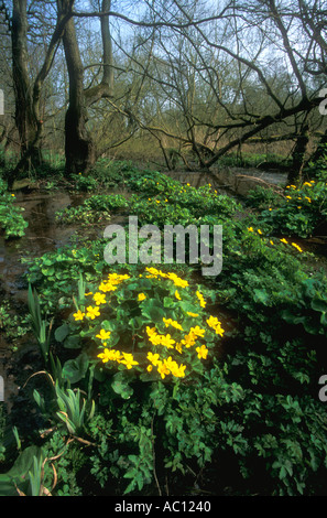 Marsh Le calendule Caltha palustris in legno di acquitrini Inghilterra Gran Bretagna Regno Unito Regno Unito Europa Foto Stock