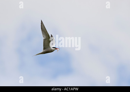 Common Tern Sterna hirundo in volo con cielo nuvoloso priory park Bedford Foto Stock