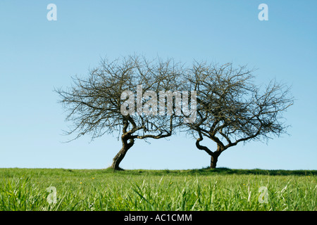 Due alberi da frutto in Prato Foto Stock