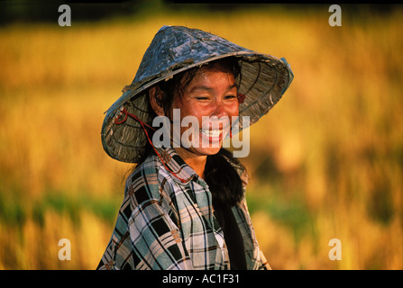 Laos, Phon Hong, donna che lavorano in campi di riso Foto Stock