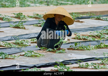 Le donne coreane che lavorano in campi di anguria Corea del Sud Foto Stock