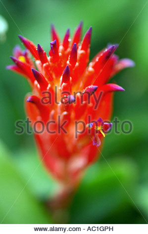 Billbergia pyramidalis Foto Stock