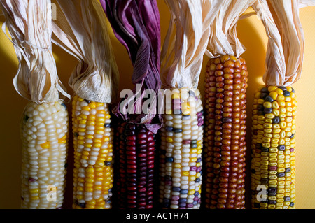 Diverse varietà di tutoli di mais Foto Stock