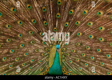 Peacock con coda a ventaglio di piume, close-up Foto Stock