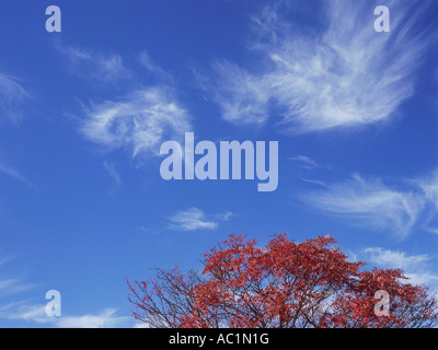 Rowan tree nella Prefettura di Gunma Giappone Foto Stock