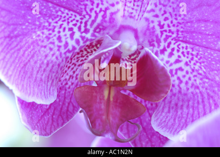 Orchid fiore bianco/rosa phaleanopsis Foto Stock