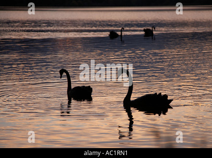 Australian cigni neri in fila sul lago Foto Stock