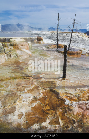 Terrazze di travertino e le cascate di acqua calda a molla Canarie Mammoth Hot Springs Yellowstone National Park Wyoming USA Foto Stock