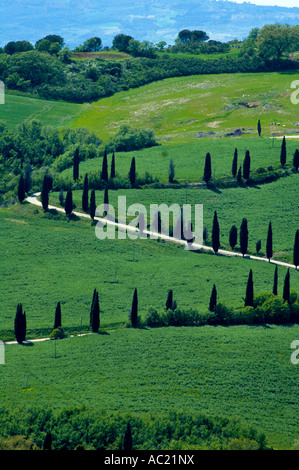 Cipro alberato nella regione Toscana di Italia Foto Stock