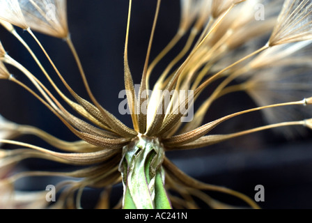 Capra s barba Jack o andare a letto a mezzogiorno abstract Foto Stock