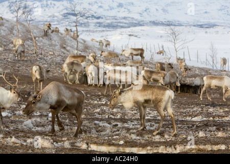 Un allevamento di renne (Rangifer tarandus) su una collina in Lapponia nevoso Foto Stock