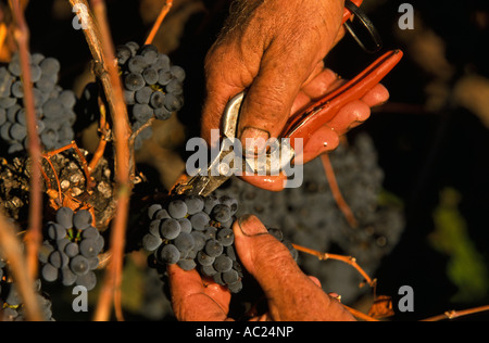 Picking pinot noir uve da vino Foto Stock