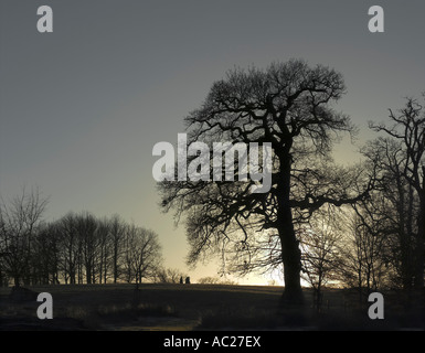 Tramonto in inverno in Knole Park, Sevenoaks, Kent Foto Stock