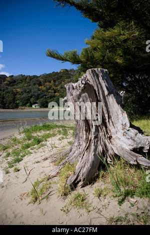 Nodose ceppo di albero a Wenderholm, Nuova Zelanda Foto Stock