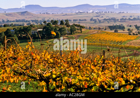 Vigneto in autunno, Delatite Cantina, vicino a Mansfield, Alpi Meridionali pedemontana, NE Victoria, Australia, orizzontale Foto Stock