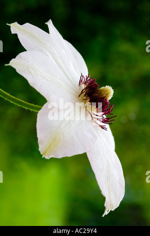 La clematide 'Miss Bateman' Foto Stock
