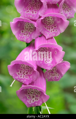 Foxglove viola (Digitalis purpurea) Foto Stock