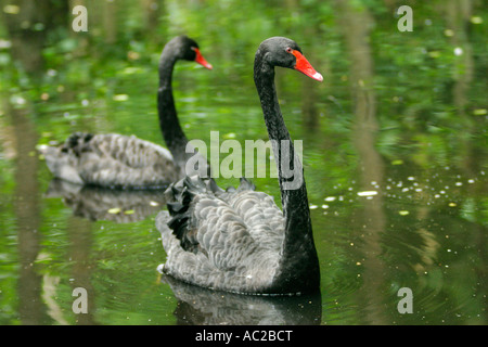 Due cigni neri (Cygnus atratus) su un laghetto Foto Stock