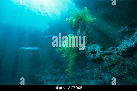 Scena subacquea con forma ad albero corallo e due barracuda Mar Rosso in Egitto Foto Stock
