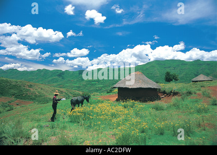 Basotho l uomo con il suo pony e capanna in estate lussureggiante verde erba nel regno del Lesotho nota tipico cappello conico Foto Stock