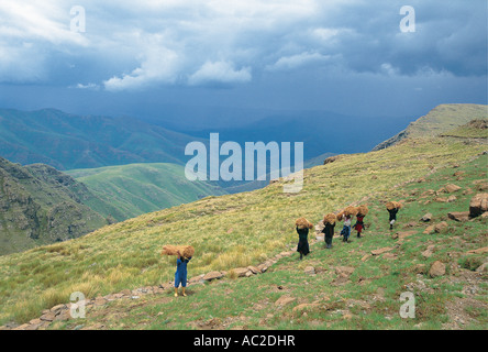 Le donne portano carichi pesanti su capi fino il pendio di montagna vicino a diga Katse Lesotho Foto Stock