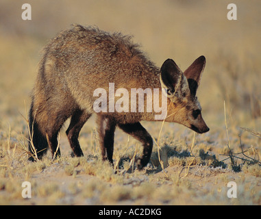 Bat eared Fox Kalahari Gemsbok National Park in Sud Africa Foto Stock