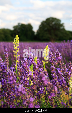 Inglese campo di lavanda, Lavendula angustifolia, Banstead Surrey, Inghilterra Foto Stock