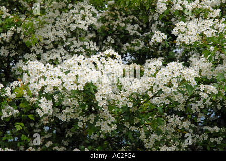 Biancospino blossom close up sulla massa di fiori Foto Stock