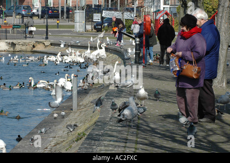 Persone alimentazione di uccelli selvatici in un parco in Weymouth Dorset Foto Stock