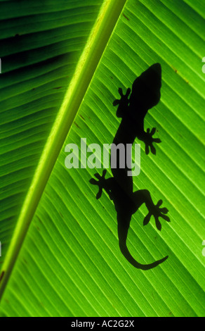 Silhouette di Tokay gecko sulla foglia di banano. Foto Stock