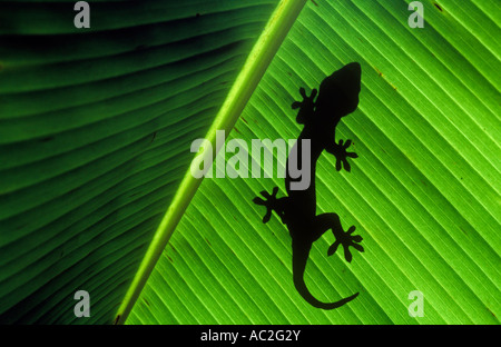 Silhouette di Tokay gecko sulla foglia di banano. Foto Stock