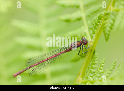 Grandi Damselfly rosso Foto Stock