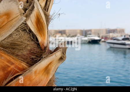 Tronco di albero di Palma con Marina dietro Foto Stock