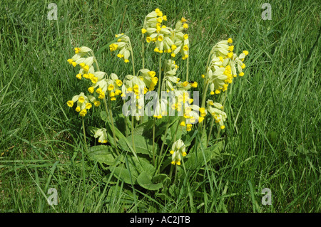 Cowslips crescendo in Chalk downs impostazione Foto Stock