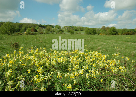 Cowslips crescendo in Chalk downs impostazione Foto Stock