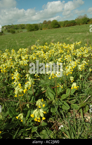 Cowslips crescendo in Chalk downs impostazione Foto Stock